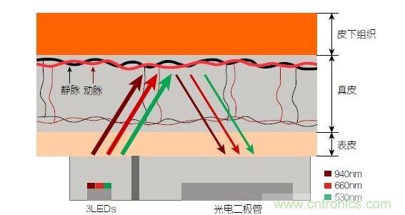 反射光脈搏測(cè)量原理。傳感器發(fā)出的光透過(guò)皮膚和組織，一部分被吸收，一部分被反射回檢測(cè)器。因?yàn)閯?dòng)脈中的血流量隨心臟的每次跳動(dòng)會(huì)有所變化，因此光線被吸收的量以及檢測(cè)器收到的信號(hào)強(qiáng)度也會(huì)隨之發(fā)生改變。綠光可以在手腕處提供最佳結(jié)果，而紅光和紅外光一般用于手指測(cè)量。 8