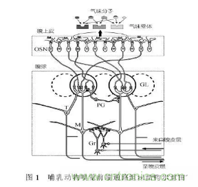 仿生傳感器的定義、原理、分類及應(yīng)用